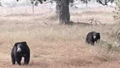 तारसगांव के पास दिन में दो भालू खेतों में घूमते हुए देखे गए तारसगांव के पास दिन में दो भालू खेतों में घूमते हुए देखे गए