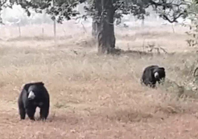 तारसगांव के पास दिन में दो भालू खेतों में घूमते हुए देखे गए