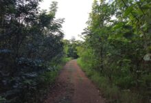 3.52 लाख पौधों के रोपण से हरित आवरण में हुआ बढ़ोत्तरी, नगरनार क्षेत्र में विकसित हुआ मानव निर्मित वन