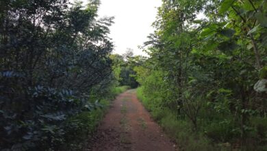 3.52 लाख पौधों के रोपण से हरित आवरण में हुआ बढ़ोत्तरी, नगरनार क्षेत्र में विकसित हुआ मानव निर्मित वन 3.52 लाख पौधों के रोपण से हरित आवरण में हुआ बढ़ोत्तरी, नगरनार क्षेत्र में विकसित हुआ मानव निर्मित वन