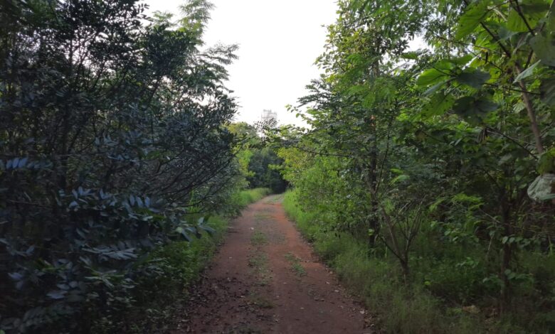 3.52 लाख पौधों के रोपण से हरित आवरण में हुआ बढ़ोत्तरी, नगरनार क्षेत्र में विकसित हुआ मानव निर्मित वन 3.52 लाख पौधों के रोपण से हरित आवरण में हुआ बढ़ोत्तरी, नगरनार क्षेत्र में विकसित हुआ मानव निर्मित वन