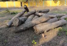 सागौन तस्करी नाकाम बालोद में नदी से 21 गोले बरामद सागौन तस्करी नाकाम बालोद में नदी से 21 गोले बरामद