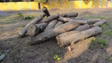 सागौन तस्करी नाकाम बालोद में नदी से 21 गोले बरामद सागौन तस्करी नाकाम बालोद में नदी से 21 गोले बरामद