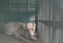 तेंदुए की दहशत, वन विभाग ने सुरक्षित रेस्क्यू किया