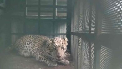 तेंदुए की दहशत, वन विभाग ने सुरक्षित रेस्क्यू किया