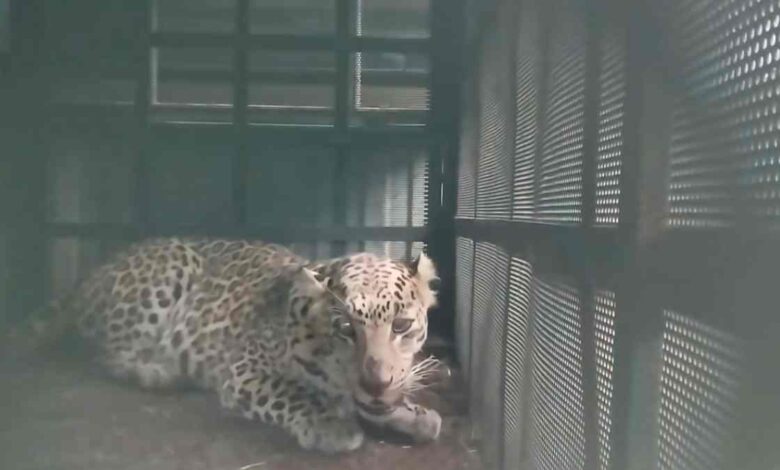 तेंदुए की दहशत, वन विभाग ने सुरक्षित रेस्क्यू किया तेंदुए की दहशत, वन विभाग ने सुरक्षित रेस्क्यू किया