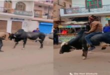 शराबी ने किया सांड पर सवारी का कारनामा, वीडियो वायरल