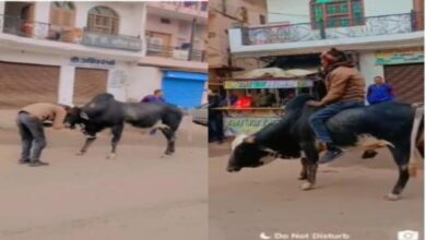 शराबी ने किया सांड पर सवारी का कारनामा, वीडियो वायरल शराबी ने किया सांड पर सवारी का कारनामा, वीडियो वायरल