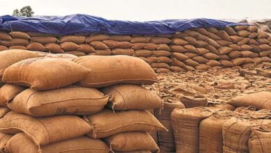 जगदीशपुर में धान की बड़ी चोरी, 8 लाख रुपये का नुकसान जगदीशपुर में धान की बड़ी चोरी, 8 लाख रुपये का नुकसान