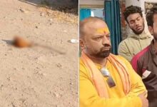 जबलपुर में सड़क किनारे बछड़े का सिर मिलने से हड़कंप