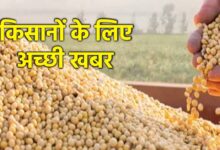 MP सरकार ने भावांतर योजना में बढ़ाया सोयाबीन का मॉडल रेट, 4458 रुपए प्रति क्विंटल