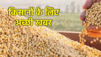 MP सरकार ने भावांतर योजना में बढ़ाया सोयाबीन का मॉडल रेट, 4458 रुपए प्रति क्विंटल