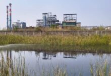 भिलाई में मोदी बायोटेक प्लांट दूषित पानी से किसान और पशु परेशान