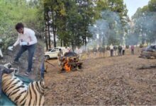 बांधवगढ़ टाइगर रिजर्व में दो भालुओं की मौत, घायल बाघ का रेस्क्यू ऑपरेशन जारी