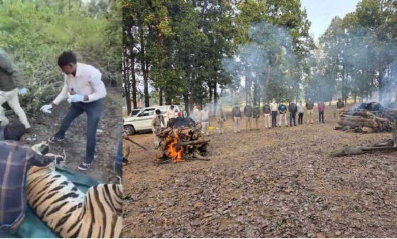 बांधवगढ़ टाइगर रिजर्व में दो भालुओं की मौत, घायल बाघ का रेस्क्यू ऑपरेशन जारी बांधवगढ़ टाइगर रिजर्व में दो भालुओं की मौत, घायल बाघ का रेस्क्यू ऑपरेशन जारी