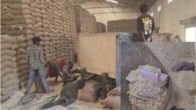 घुन लगे चावल की सफाई कर फिर सप्लाई की तैयारी, मजदूरों को जोखिम में रखा गया