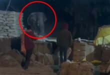 हाथी के अचानक आने से धान केंद्र में मचा हड़कंप, वीडियो वायरल