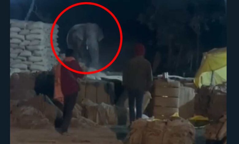 हाथी के अचानक आने से धान केंद्र में मचा हड़कंप, वीडियो वायरल