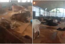 इंदौर में गोशाला हादसा कांग्रेस ने CM मोहन यादव से कार्रवाई की मांग की