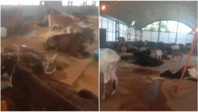 इंदौर में गोशाला हादसा कांग्रेस ने CM मोहन यादव से कार्रवाई की मांग की