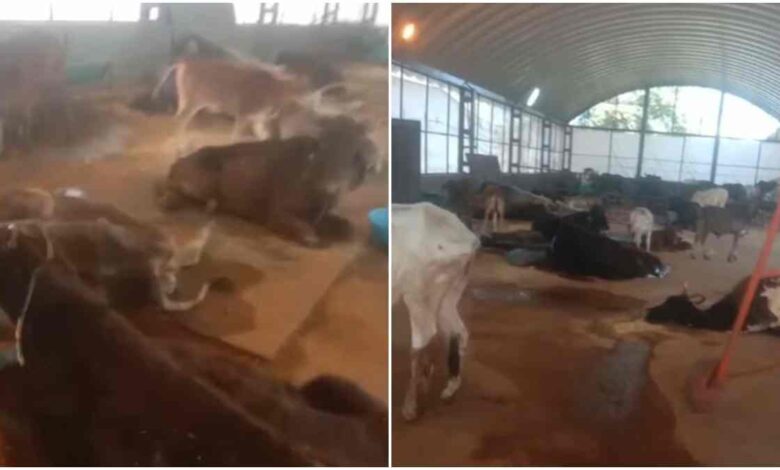 इंदौर में गोशाला हादसा कांग्रेस ने CM मोहन यादव से कार्रवाई की मांग की