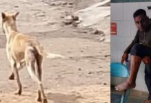 खमतराई स्कूल में पागल कुत्ते का हमला, छात्र और शिक्षिका घायल