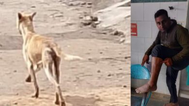 खमतराई स्कूल में पागल कुत्ते का हमला, छात्र और शिक्षिका घायल