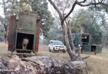 दो बाघों का रेस्क्यू, सतपुड़ा टाइगर रिजर्व में लौटे जंगल के शेर