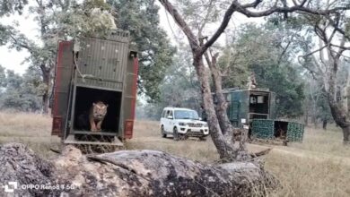 दो बाघों का रेस्क्यू, सतपुड़ा टाइगर रिजर्व में लौटे जंगल के शेर