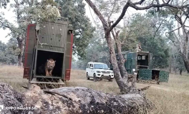 दो बाघों का रेस्क्यू, सतपुड़ा टाइगर रिजर्व में लौटे जंगल के शेर दो बाघों का रेस्क्यू, सतपुड़ा टाइगर रिजर्व में लौटे जंगल के शेर