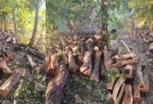 खैर लकड़ी की बढ़ती मांग बनी तस्करी की वजह, शहडोल वन विभाग की बड़ी कार्रवाई