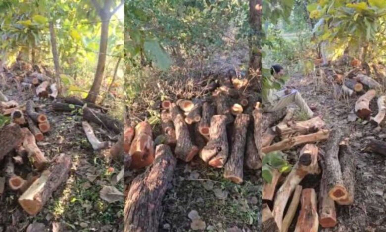 खैर लकड़ी की बढ़ती मांग बनी तस्करी की वजह, शहडोल वन विभाग की बड़ी कार्रवाई खैर लकड़ी की बढ़ती मांग बनी तस्करी की वजह, शहडोल वन विभाग की बड़ी कार्रवाई