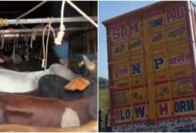 35 गोवंश से भरा कंटेनर पकड़ा, पुलिस और हिंदू संगठनों की संयुक्त कार्रवाई