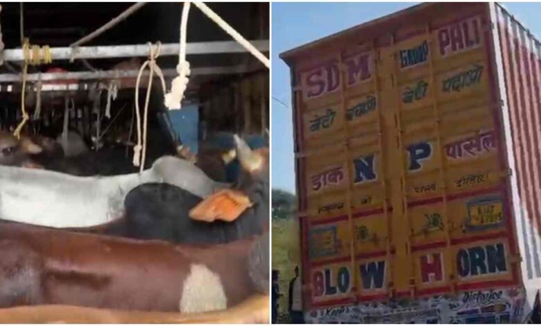 35 गोवंश से भरा कंटेनर पकड़ा, पुलिस और हिंदू संगठनों की संयुक्त कार्रवाई 35 गोवंश से भरा कंटेनर पकड़ा, पुलिस और हिंदू संगठनों की संयुक्त कार्रवाई