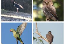 200 से अधिक पक्षी प्रजातियाँ दर्ज, 11 राज्यों से पहुँचे प्रतिभागी, बारनवापारा में बर्ड सर्वे संपन्न