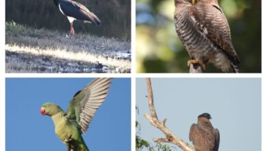 200 से अधिक पक्षी प्रजातियाँ दर्ज, 11 राज्यों से पहुँचे प्रतिभागी, बारनवापारा में बर्ड सर्वे संपन्न