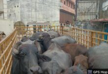 नीलकंठ डेयरी संचालक पर किया 10000 का ई जुर्माना,भैंसों को दोबारा नहीं छोडऩे दी गई कड़ी हिदायत