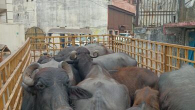 नीलकंठ डेयरी संचालक पर किया 10000 का ई जुर्माना,भैंसों को दोबारा नहीं छोडऩे दी गई कड़ी हिदायत