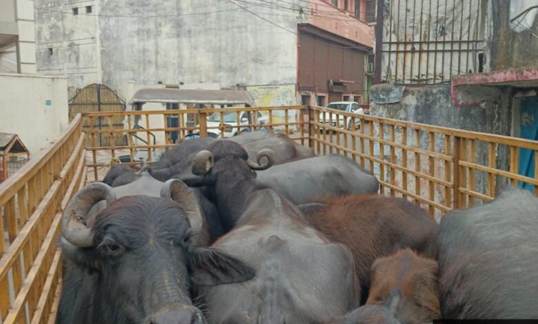 नीलकंठ डेयरी संचालक पर किया 10000 का ई जुर्माना,भैंसों को दोबारा नहीं छोडऩे दी गई कड़ी हिदायत
