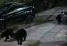 उदयनगर में तीन भालुओं का झुंड दिखा