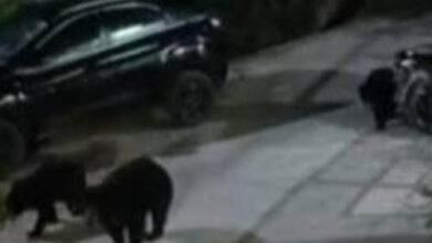 उदयनगर में तीन भालुओं का झुंड दिखा उदयनगर में तीन भालुओं का झुंड दिखा