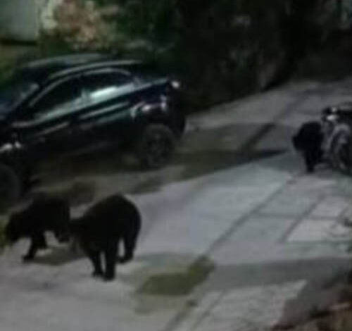 उदयनगर में तीन भालुओं का झुंड दिखा