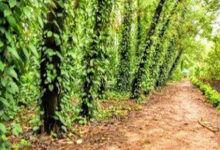 दंतेश्वरी हर्बल समूह पर सरकारी जमीन कब्जा करने का ग्रामीणाें ने लगयाा आरोप