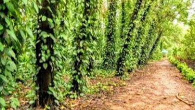 दंतेश्वरी हर्बल समूह पर सरकारी जमीन कब्जा करने का ग्रामीणाें ने लगयाा आरोप