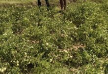 उन्नत तकनीक से टमाटर खेती में बढ़ा उत्पादन और मुनाफा