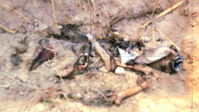 बगारपाली प्लांटेशन के कक्ष क्रमांक 212 और उसके आसपास मिले कई जंगली सुअर मृत, जहर खुरानी की आशंका