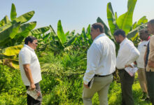 खाद्य तेल में आत्मनिर्भरता की ओर छत्तीसगढ़ : राज्य में 10,796 हेक्टेयर क्षेत्रों में ऑयल पाम की खेती