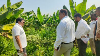 खाद्य तेल में आत्मनिर्भरता की ओर छत्तीसगढ़ : राज्य में 10,796 हेक्टेयर क्षेत्रों में ऑयल पाम की खेती