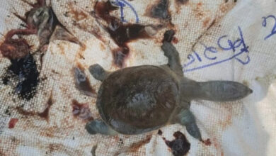 महामाया मंदिर के कुंड में फिर मिला पानी पर तैरती चार कछुओं की लाशें