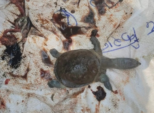 महामाया मंदिर के कुंड में फिर मिला पानी पर तैरती चार कछुओं की लाशें महामाया मंदिर के कुंड में फिर मिला पानी पर तैरती चार कछुओं की लाशें